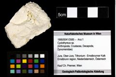 Foto (Objekt + Etiketten) von Cyclothyreus sp. 